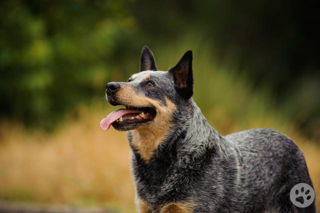 Australian cattle shop dog pedigree